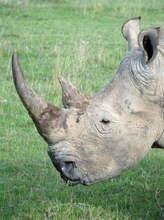 Rhino