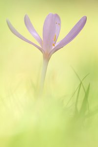 *Colchicum autumnale*