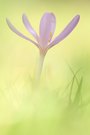 *Colchicum autumnale*