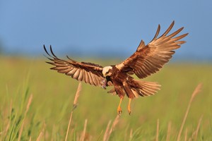 Rohrweihe mit Beute