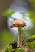 Kleiner Pilz im Lichterglanz