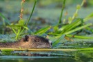 Nutria