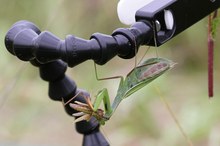 Wie fixiert man Mantis religiosa?