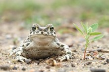 ;-bufo militaris;-