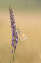 Kleines Wiesenvögelchen (Coenonympha pamphilus)