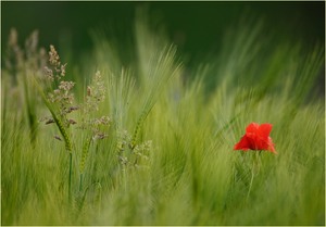 Ein Mohn im Gerstenfeld