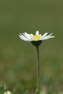 Noch ein Gänseblümchen