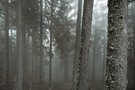 Südtiroler Nebelwald