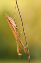 Mantis