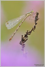 Südliche Binsenjungfer (Lestes barbarus)