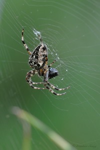 ich glaub die spinnt....