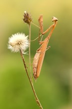 Mantis