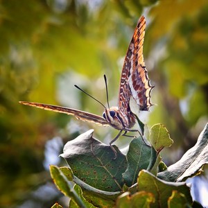 Bestimmungshilfe gesucht....