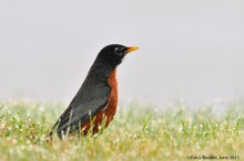 ~Wanderdrossel - American Robin~