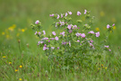 Wilde Malve (Malva sylvestris)