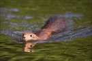 [ ...auch Eichhörnchen können schwimmen ]