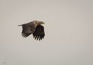 Seeadler...