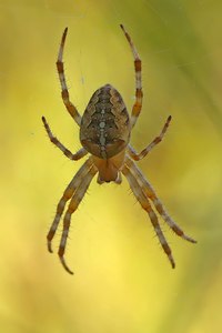 Kreuzspinne