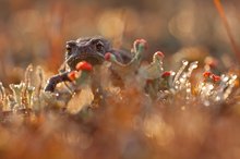 Auf der Jagd nach Beute und Flares