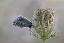 Silbergrüner Bläuling Polyommatus ( Lysandra coridon )an wilder Möhre