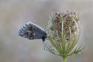 Silbergrüner Bläuling Polyommatus ( Lysandra coridon )an wilder Möhre