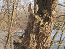 Alter Baum mit Charakter