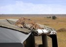 Cheetah sleeping on the car roof – Gepard schläft auf dem Autodach