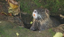 Nutria