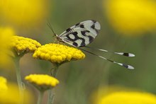 Fadenhaft (Nemoptera sinuata)