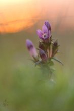 Gentianella germanica