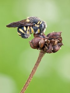 kleine Harzbiene