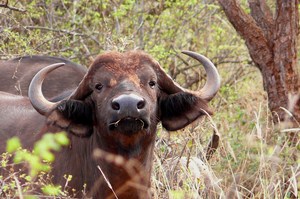 Büffel im Parc National de la Pendjari - Benin - Westafrika
