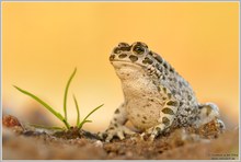 Wechselkröte (Bufo viridis)