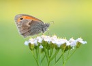 Ein kleiner Vogel auf der Wiese