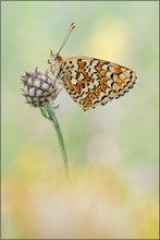 ~ Melitaea phoebe ~