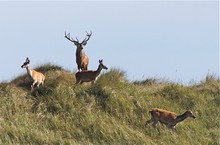 Der Platzhirsch