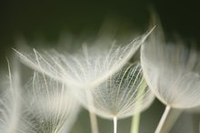 Pusteblume