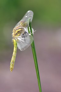 Sympetrum danae – Schwarze Heidelibelle