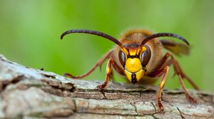 hornisse ( vespa crabro )