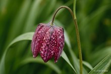 Schachbrettblume - Fritillaria meleagris