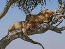 Lions on trees - damned uncomfortable - Baumlöwen – Lower Zambezi – Zambia