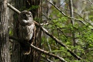 Streifenkauz / Strx varia / Barred Owl