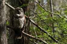 Streifenkauz / Strx varia / Barred Owl