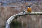 Eisvogel...(ND)