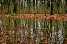 Wald nach dem Regen