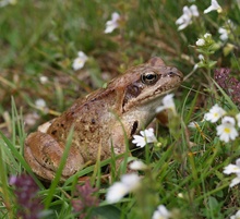 Grasfrosch ND