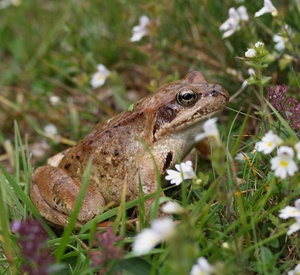 Grasfrosch ND