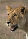 Löwin in der Masai Mara - ND