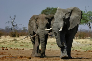 ND: Elefanten im Savuti