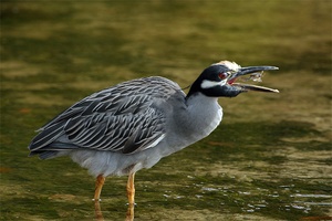 Krabbenreiher / Nyctanassa violacea / Yellow-crowned Night-Heron